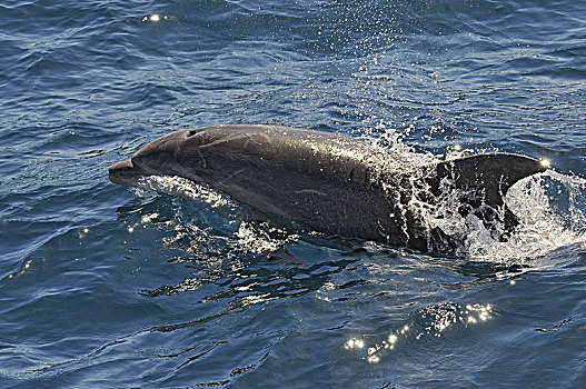 海豚,游动,清晰,水,港口,靠近,悉尼,澳大利亚