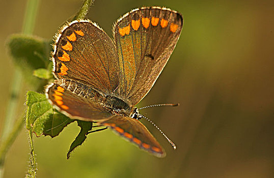 褐色,蝴蝶,北方,保加利亚,欧洲