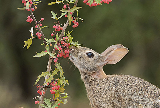 东部棉尾兔,成年,进食,浆果,小檗属,南,德克萨斯,美国,北美