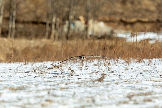 猎隼在冬天雪地里忙着寻找食物