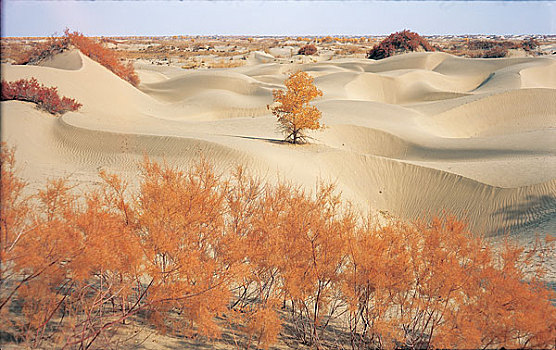 新疆库尔勒沙漠中的胡杨树