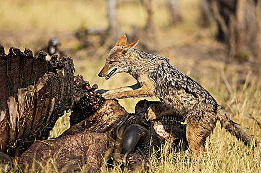 黑背狐狼,黑背豺,畜体,南非水牛,非洲水牛,萨维提,乔贝国家公园