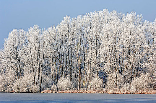 冰冻,湖,落叶植物,树,遮盖,白霜,自然,自然保护区,北莱茵威斯特伐利亚,德国