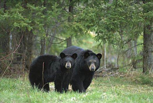 黑熊,美洲黑熊,母熊,一岁,幼兽