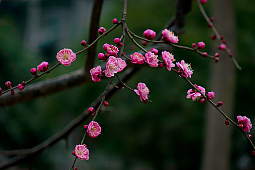 梅花怒放,春梅绽放