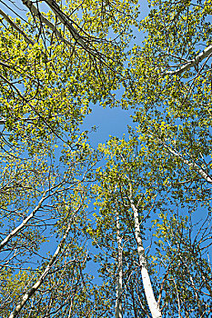 仰视,大树,新,叶子,蓝天,卡尔加里,艾伯塔省,加拿大