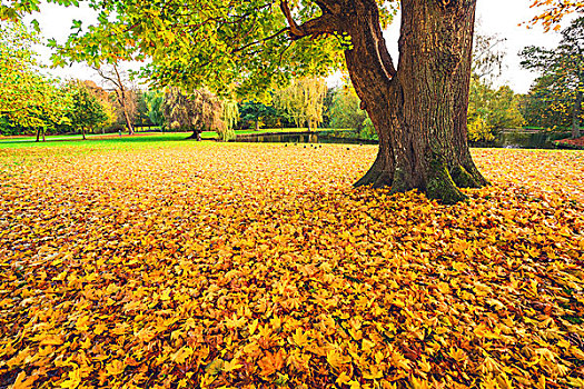 秋天,枫叶,黄色,彩色,遮盖,地面,公园,大树,落叶