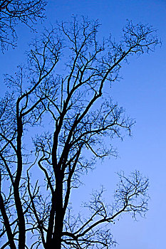 蓝色天空下苍劲有力的树干
