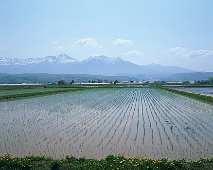 福良野,盆地,稻田