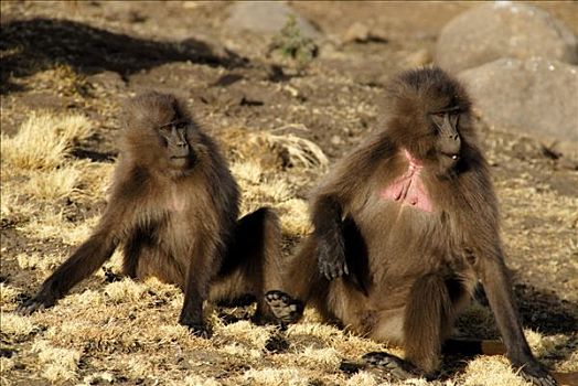 野生动物,两个,幼兽,狒狒,山峦,国家公园,埃塞俄比亚