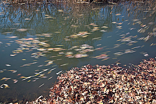 落叶,河水,漂泊,河流,湖泊,流动,秋天,死亡,安静,树叶