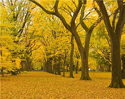 纽约,中央公园,小路,秋天