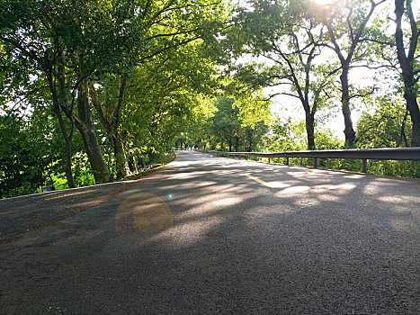 自驾游,林荫路