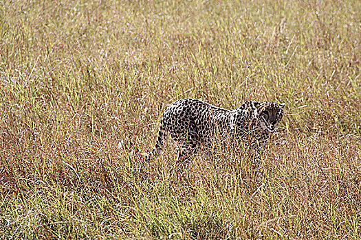 肯尼亚非洲豹-正面特写