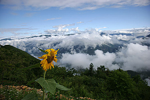 巫溪云台山高山向日葵