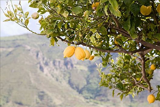 柠檬树,岛屿