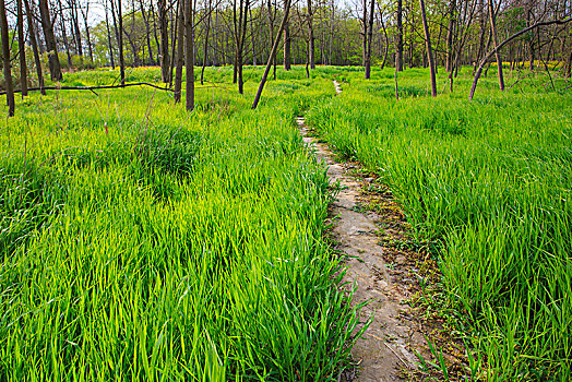 道路,小路,树林,草