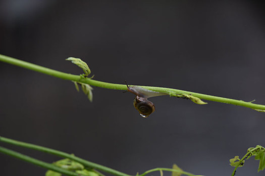 美丽的蜗牛