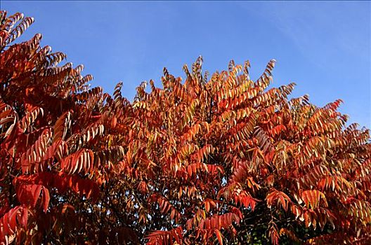 盐肤木,红色,秋叶,上弗兰科尼亚,巴伐利亚,德国,欧洲