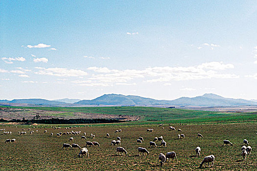 羊群,放牧,绵羊,农场
