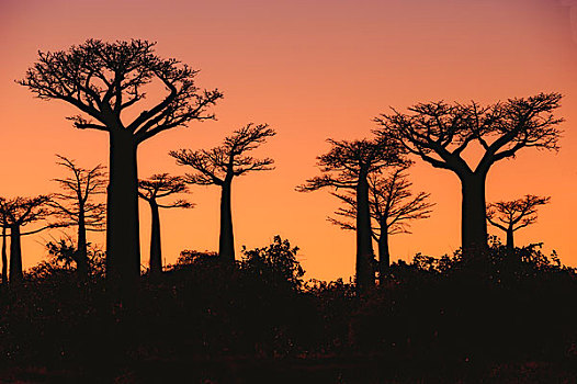 猴面包树,日落,穆龙达瓦,省,马达加斯加,非洲