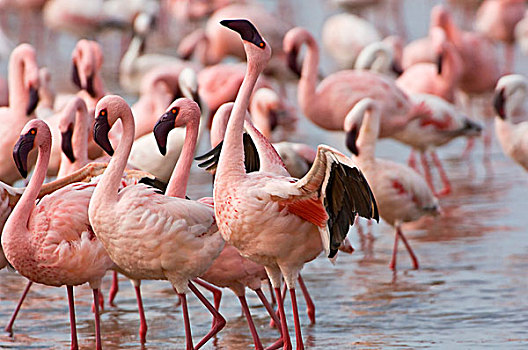 肯尼亚,纳库鲁湖国家公园,火烈鸟,涉水,浅水,纳库鲁湖,进食,藻类