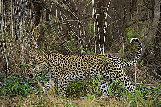 豹,女性,走,矮树丛,莫雷米禁猎区,奥卡万戈三角洲,博茨瓦纳