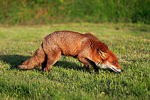 红狐,狐属,成年,尾随,萨里,英格兰,英国,欧洲
