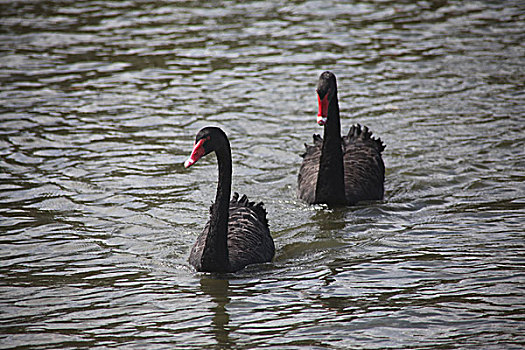 悉尼百鸟公园里的黑天鹅和醍醐大嘴鸟