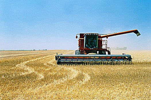 联合收割机,收获,小麦,英磅,堪萨斯,美国