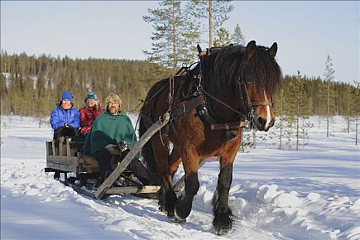马,雪橇,瑞典