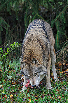 灰色,狼,进食,捕食