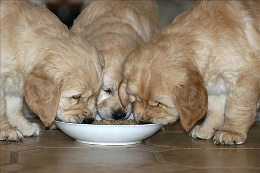 三个,金毛猎犬,小狗,吃,盘子