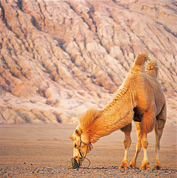 新疆吐鲁番火焰山的骆驼