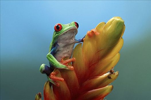 红眼树蛙,雄性
