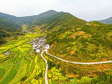 航拍春天婺源的油菜花梯田