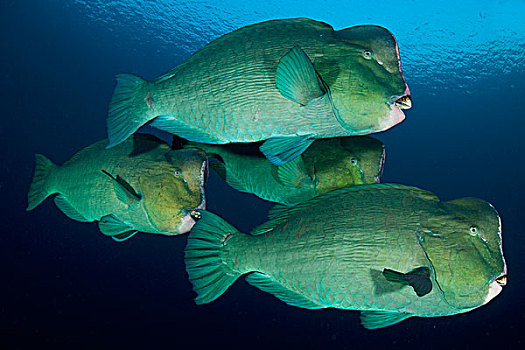 大,鱼群,鹦嘴鱼,巴厘岛,印度尼西亚