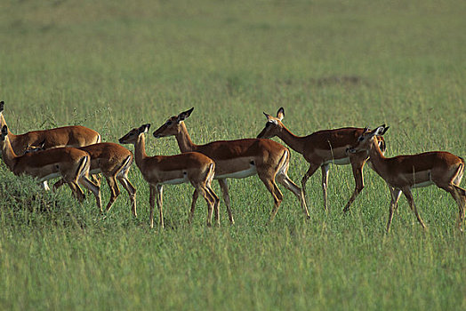 肯尼亚,马赛马拉,黑斑羚