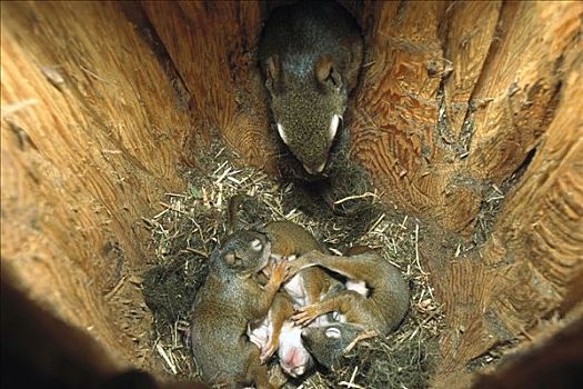 红松鼠,母亲,新,窝,白天,老,幼仔,落基山脉,北美