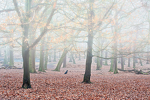 风景,树林,雾,冬天,秋天,金色,叶子,闪闪发光,雾气