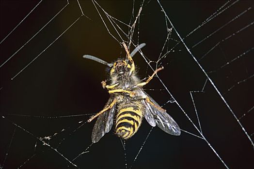 黄蜂,胡蜂科,抓住,蜘蛛网,北美