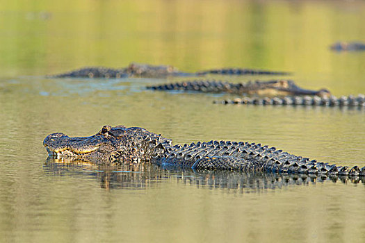 美国短吻鳄,阳光,深,洞,河,一个,人口,佛罗里达,州立公园,美国