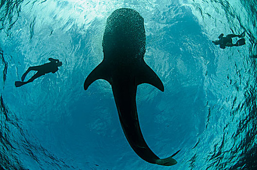 鲸鲨,游客,湾,西巴布亚,印度尼西亚
