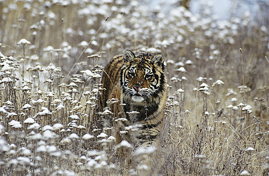 西伯利亚虎,不成熟,雌性,走,地点,冬天