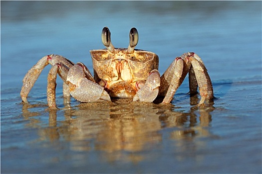 灵异,螃蟹,海滩