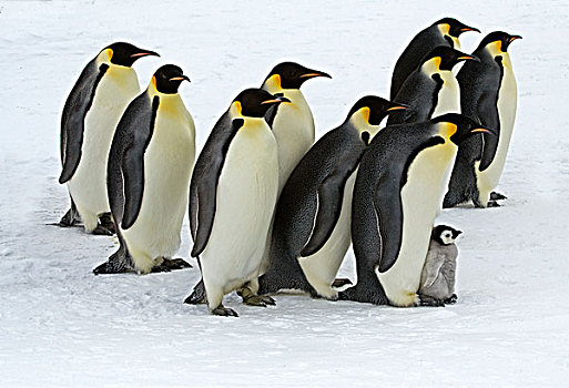 帝企鹅,成年,幼禽,南极