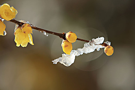 腊梅,蜡花,腊梅花,蜡木,蜡梅