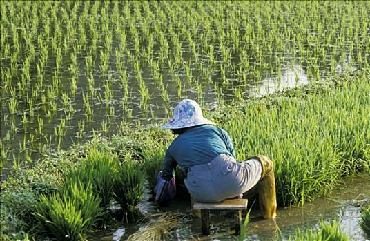 韩国,女人,种植,稻米,稻田