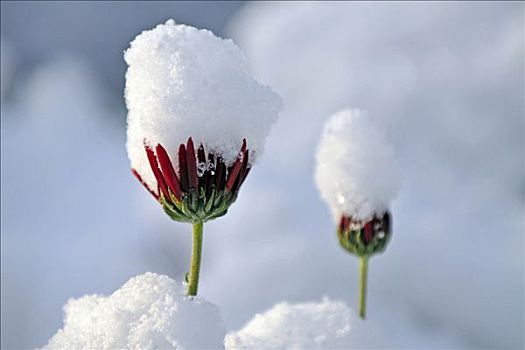 积雪,雏菊,花