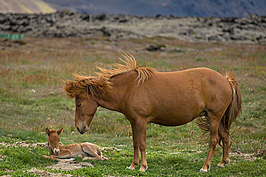 母马,小马,冰岛,马